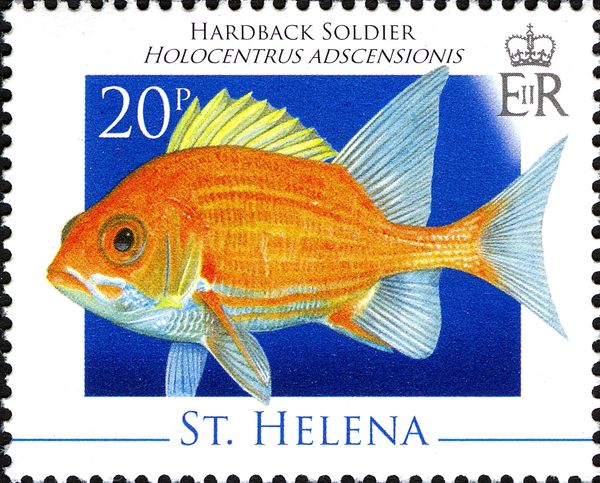 Hardback Soldier (Holocentrus adscensionis) 