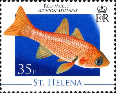 Red mullett (Apogon axillaris)