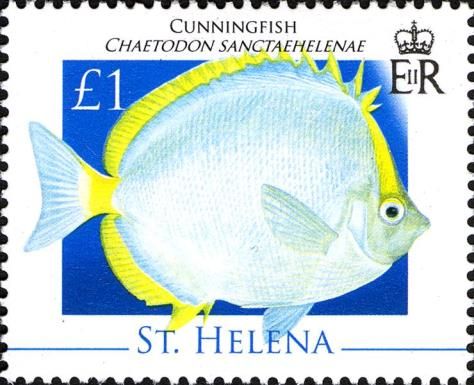 Cunningfish (Chaetodon sanctaehelenae)