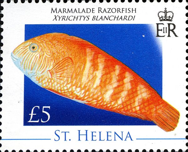 Marmalade Razorfish (Xyrichthys blanchardi)