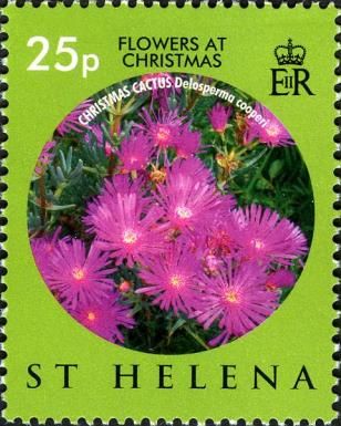 Christmas cactus (Delosperma cooperi)