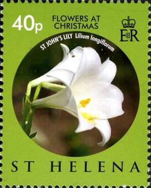 St. John's lily (Lilium longiflorum)