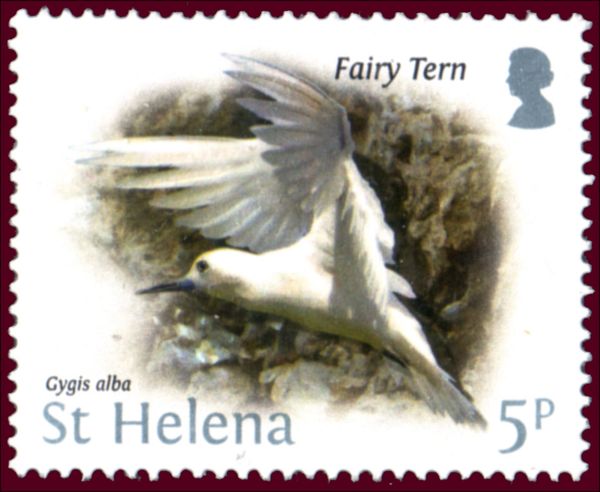 Fairy Tern (Gygis alba)