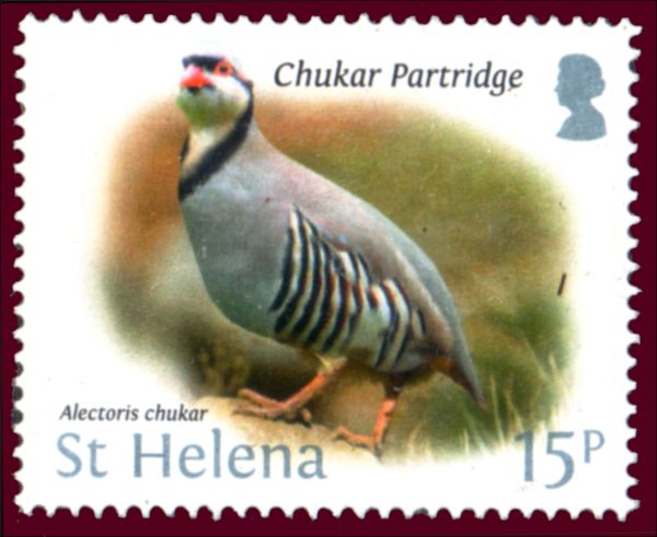 Chukar partridge (Alectoris chukar)