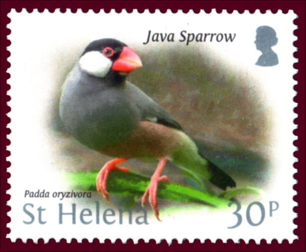 Java Sparrow (Padda oryzivora)
