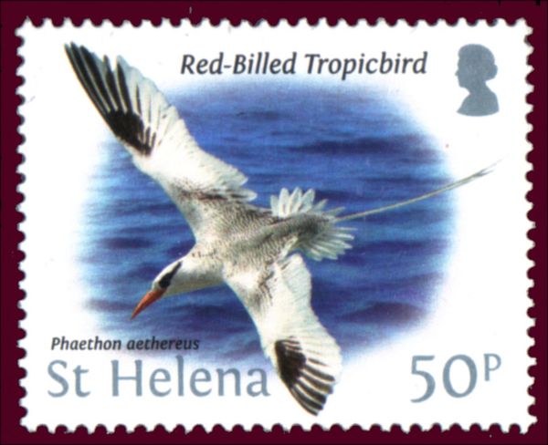 Red-billed Tropicbird (Phaethon aethereus)