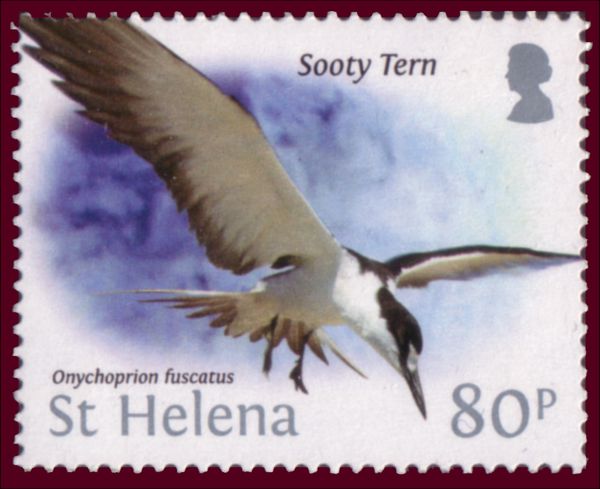 Sooty Tern (Onychoprion fuscatus)