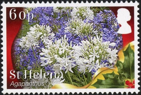 Agapanthus