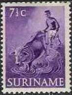 Plowing with Water Buffalo (Bubalus bubalis)