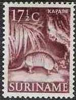Nine-banded Armadillo (Dasypus novemcinctus)