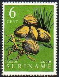 Coconut (Cocos nucifera)