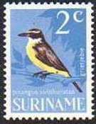 Great Kiskadee (Pitangus sulphuratus)