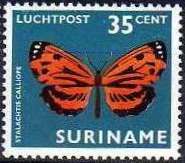 Calliope Metalmark (Stalachtis calliope)