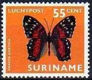 Scarlet Peacock (Anartia amathea)