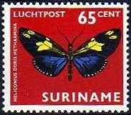 Doris Longwing (Heliconius doris ssp. metharmina)