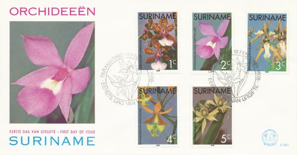 Epidendrum ibaguense