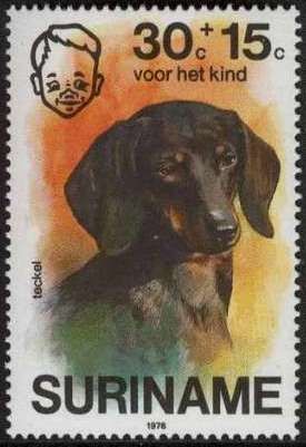 Dachshund