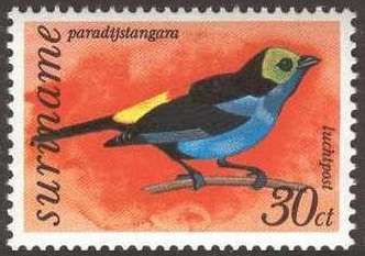 Paradise Tanager (Tangara chilensis)
