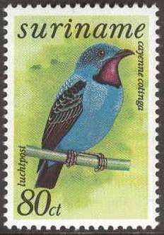 Spangled Cotinga (Cotinga cayana)