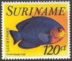 Cherubfish (Centropyge argi)