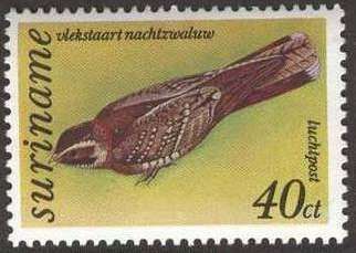 Spot-tailed Nightjar (Hydropsalis maculicaudus)