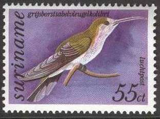 Grey-breasted Sabrewing (Campylopterus largipennis)