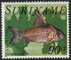 Bluespotted Corydorus (Corydoras wotroi)