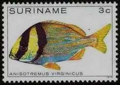 Atlantic Porkfish Sweetlips (Anisotremus virginicus)