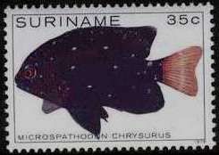 Yellowtail Damselfish (Microspathodon chrysurus)