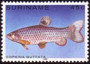 Copeina guttata