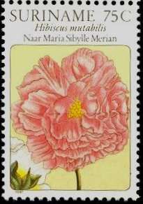 Hibiscu mutabilis