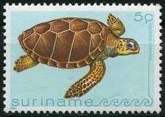 Loggerhead Turtle (Caretta caretta)