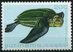 Leatherback Sea-Turtle (Dermochelys coriacea)