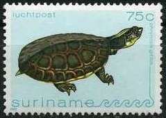 Toadhead Turtle (Mesoclemys gibba)