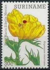 Mexican Thorn Poppy