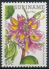 Bushy Muellera (Muellera frutescans)