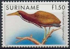 Rufescent Tiger-heron (Tigrisoma lineatum)