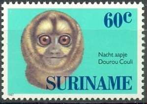 Northern Night Monkey (Aotus trivirgatus)