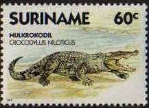 Nile Crocodile (Crocodylus niloticus)