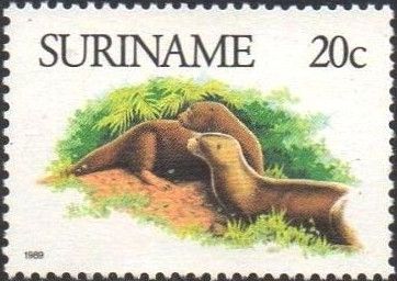 Giant Otter (Pteronura brasiliensis)