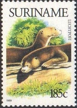 Giant Otter (Pteronura brasiliensis)
