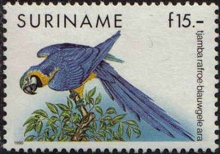 Blue-and-yellow Macaw (Ara ararauna)