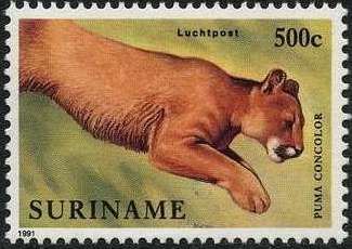 Puma (Felis concolor)
