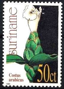 Costus arabicus