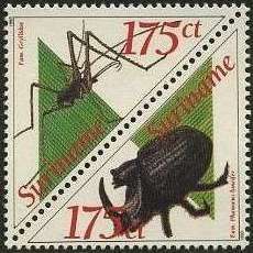 Scarab Beetle (Phanaeus lancifer)