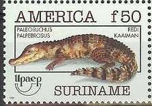 Palaeosuchus palpebrosus