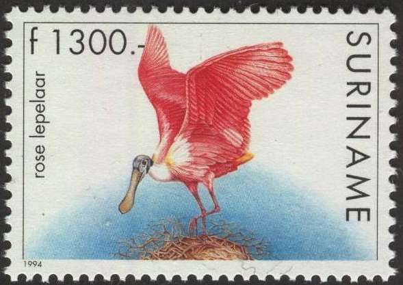 Roseate Spoonbill (Platalea ajaja)