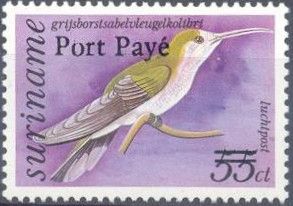 Grey-breasted Sabrewing (Campylopterus largipennis)
