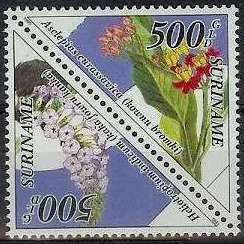 Asclepias curassavica