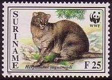 Jaguarundi (Herpailurus yagouaroundi)